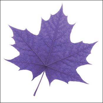 Purple leaf graphic