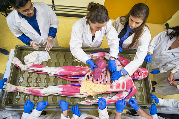 Students and synthetic cadaver