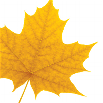 Leaf graphic